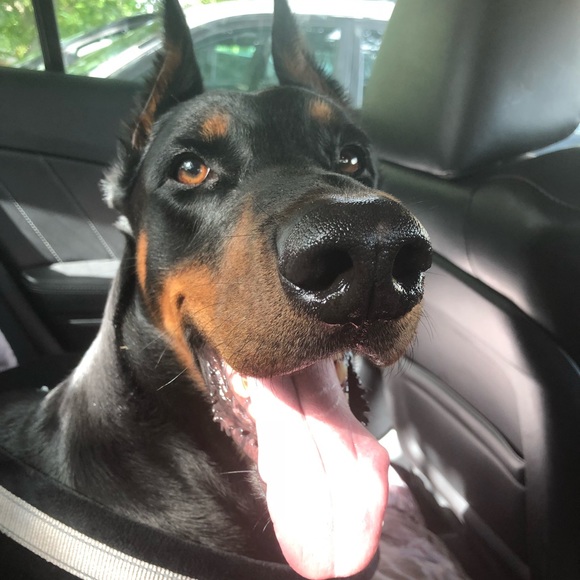 Meet your Posher, Camelia - Picture 3 of 3